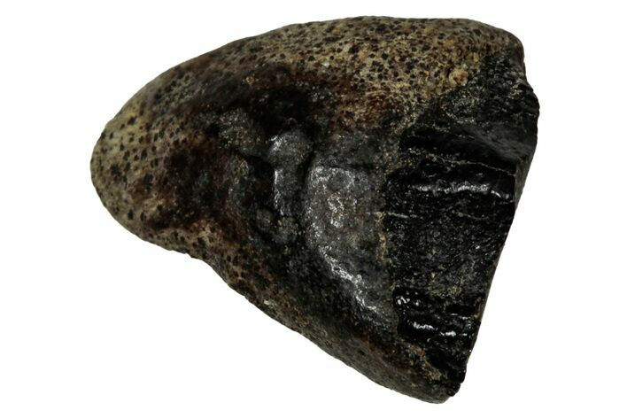 Fossil Dinosaur (Triceratops) Shed Tooth - Montana #339737